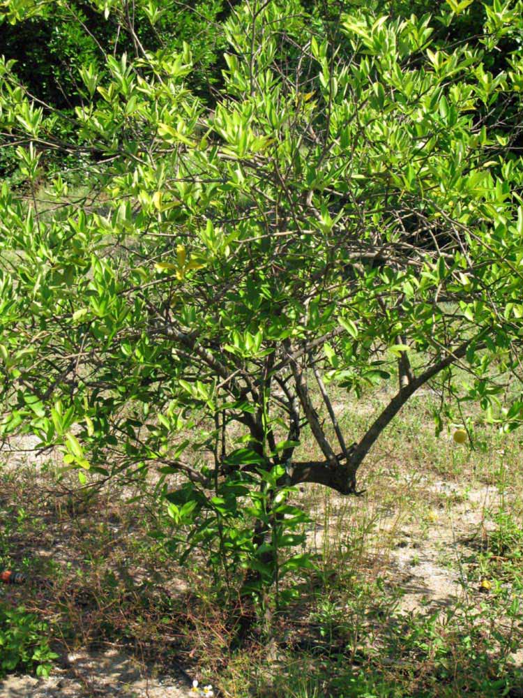            Habit (Winter Haven, FL)   